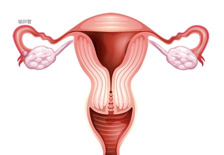 切除一侧输卵管对女性有什么影响,切除一侧输卵管还有受孕的可能吗