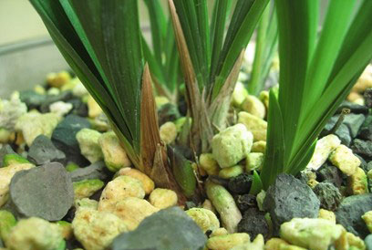 春兰如何看芽开什么花,春兰花芽什么时候开始长