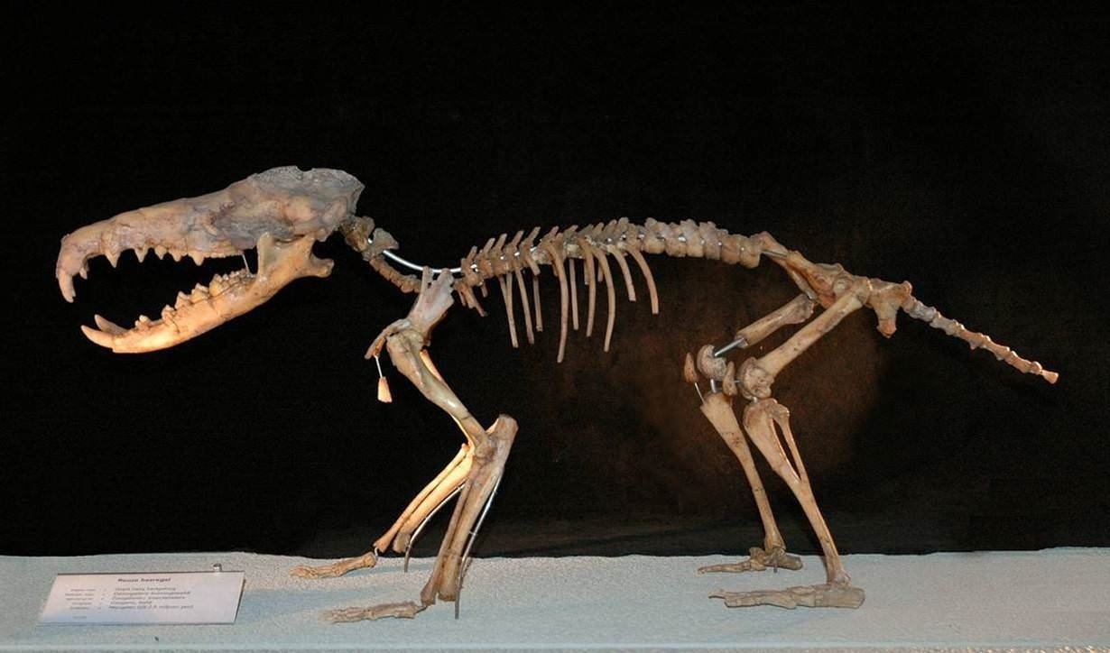 山海经都有哪些动物被证实存在,如果山海经的异兽真的存在