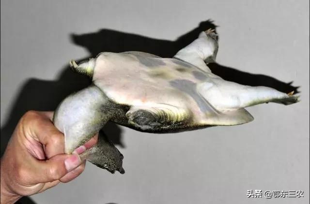 甲鱼最好杀的方法,在野外吃甲鱼