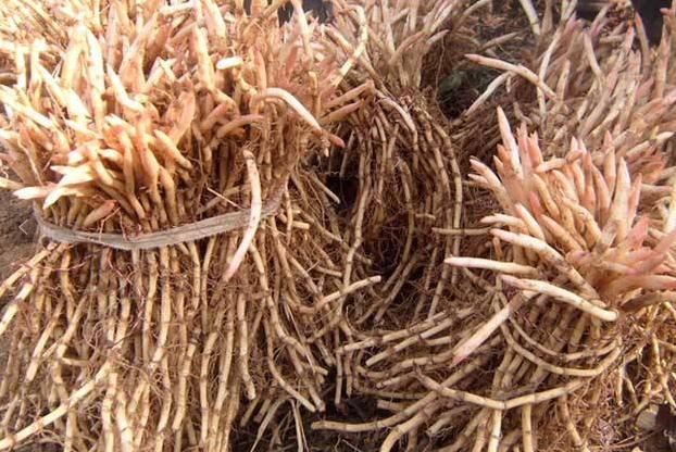 野生水塘的附近会有污染吗,农村水沟常见的野生鱼