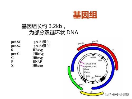 乙肝两对半和乙肝dna区别,乙肝dna和乙肝两对半的区别