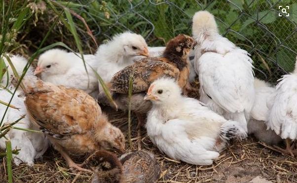 鸡拉稀吃什么药最快最有效,鸡拉稀便用什么药最好