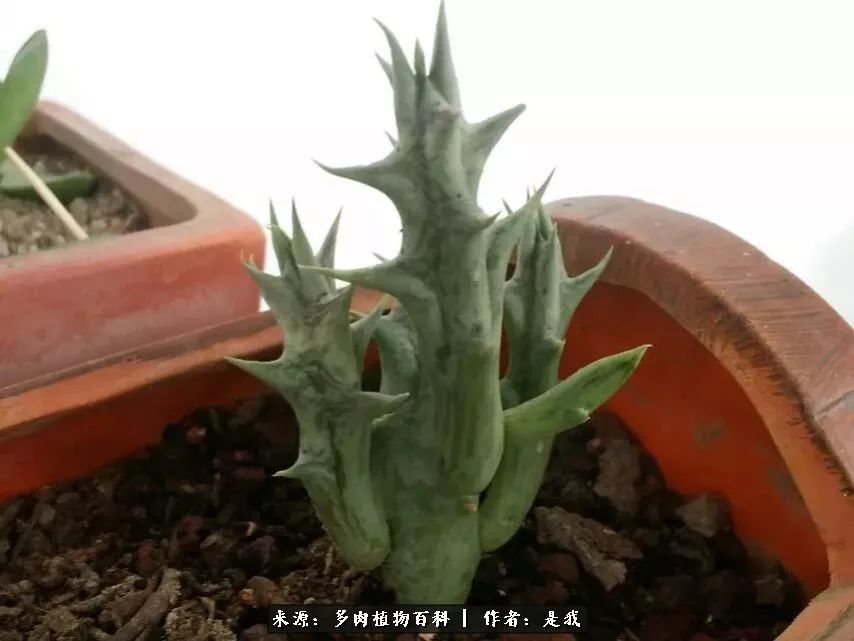 偶遇多肉的感言,偶遇山中多肉