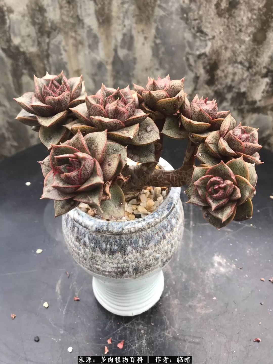 多肉带给我的感情,多肉给人们带什么作用