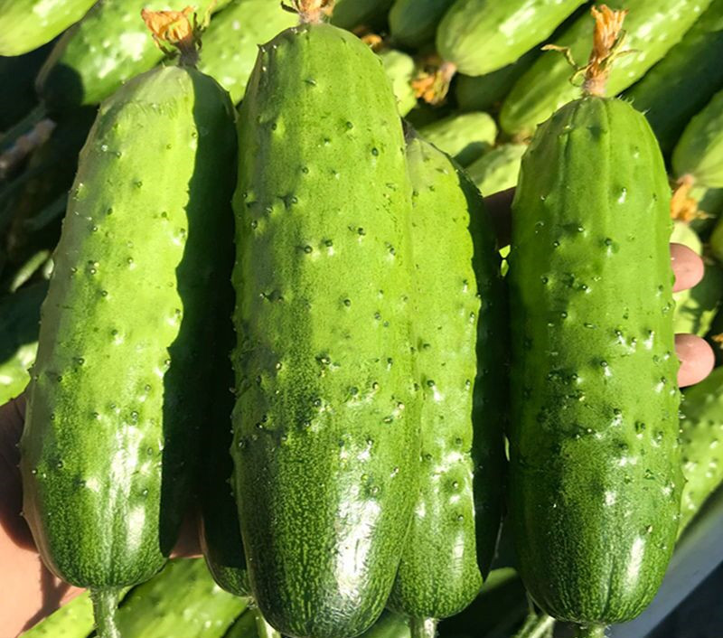 农村种的最好的黄瓜,6月份种植黄瓜苗