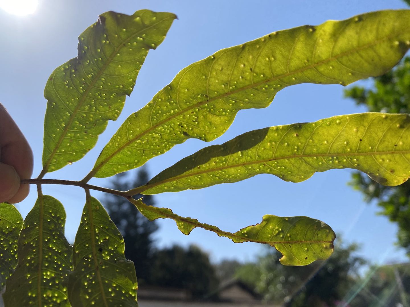 龙眼叶斑点,龙眼叶出现斑点如何处理
