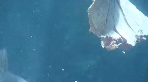 亚马逊河为何至今仍无桥梁,为什么至今没有桥敢横跨亚马逊河