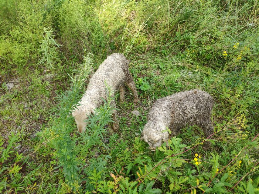 雨天羊最容易得什么病,羊群春天容易得什么病