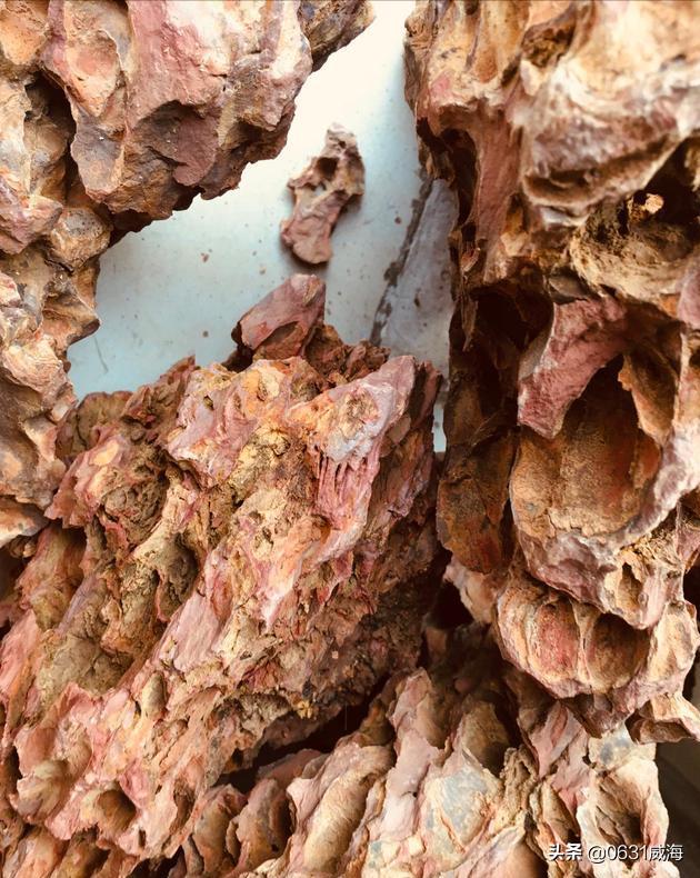 松皮石水草缸造景教程,水陆缸造景用松皮石好还是青龙石