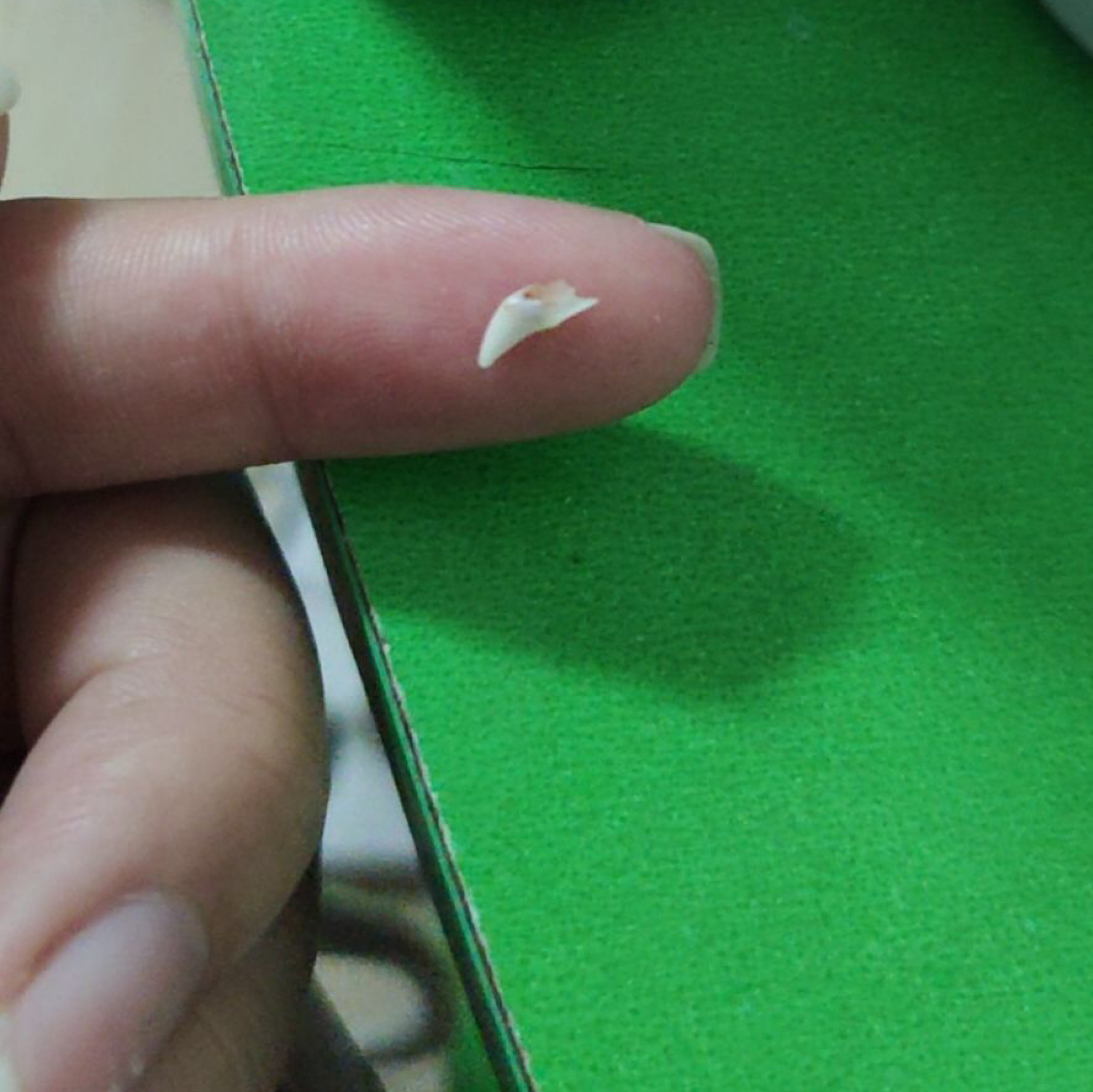 铲屎官新手养猫,铲屎官必懂的养狗知识