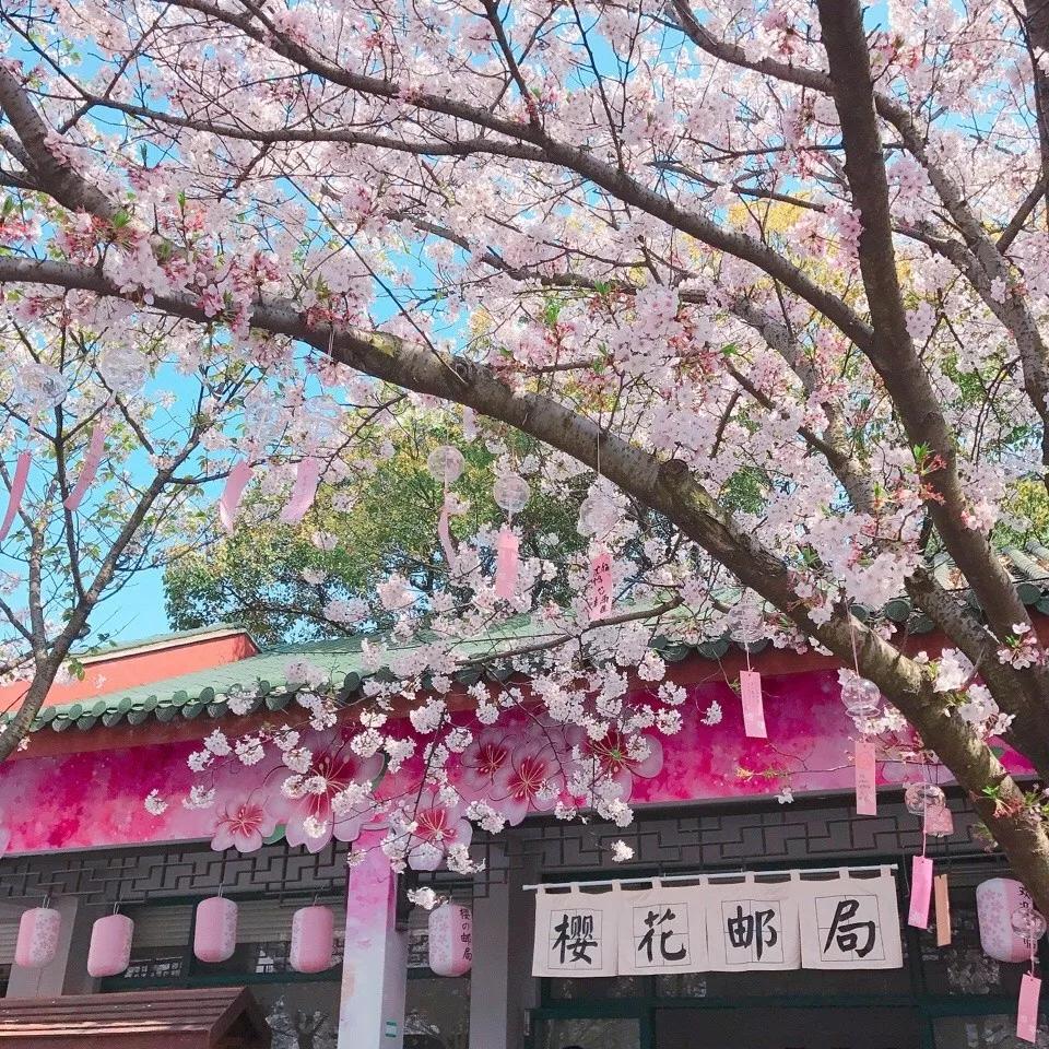 几月赏樱花最好,最美赏樱攻略大全