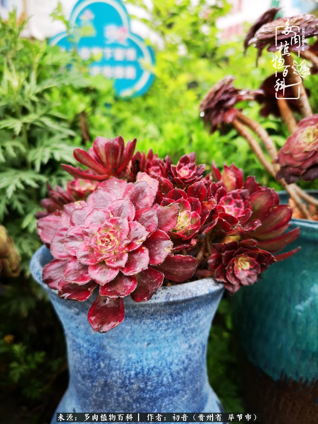 和多肉共度美好时光,与多肉一起成长