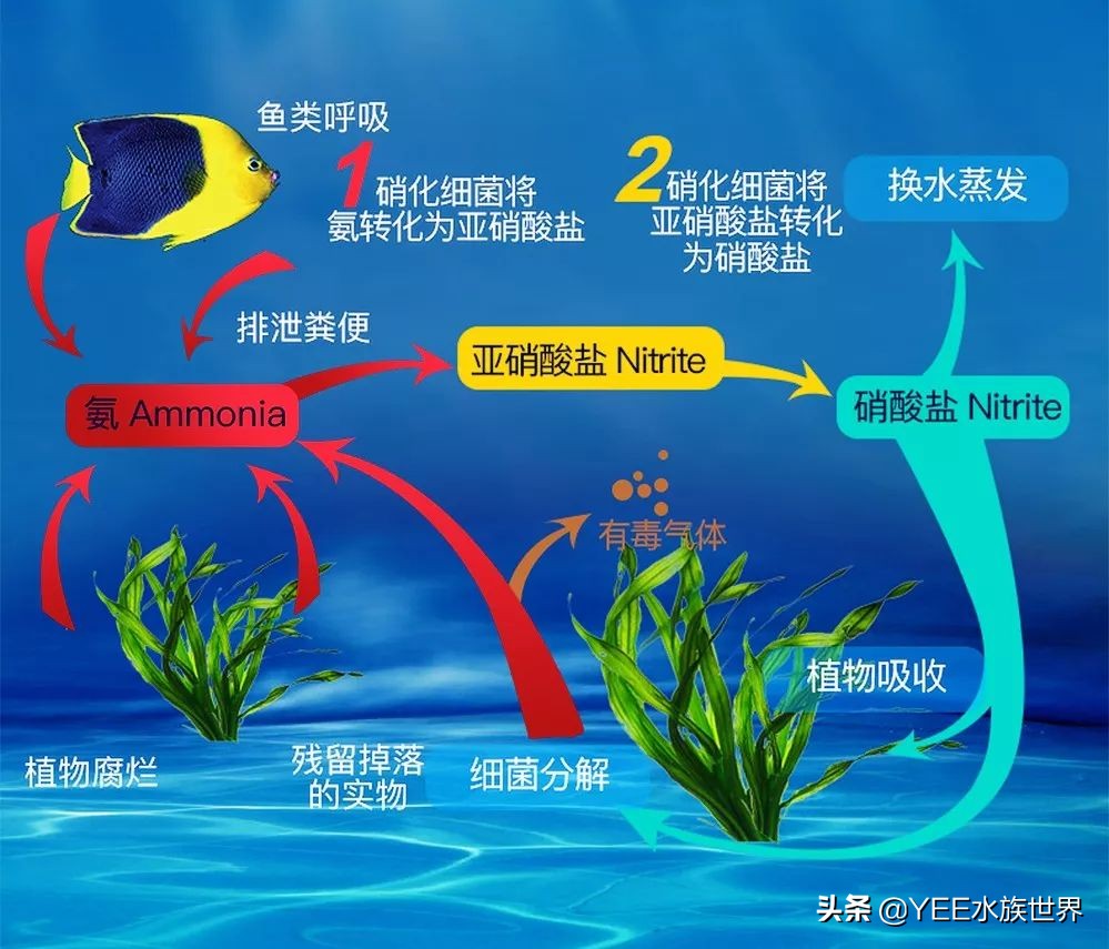硝化细菌正确使用方法直播,硝化细菌正确使用方法加哪里