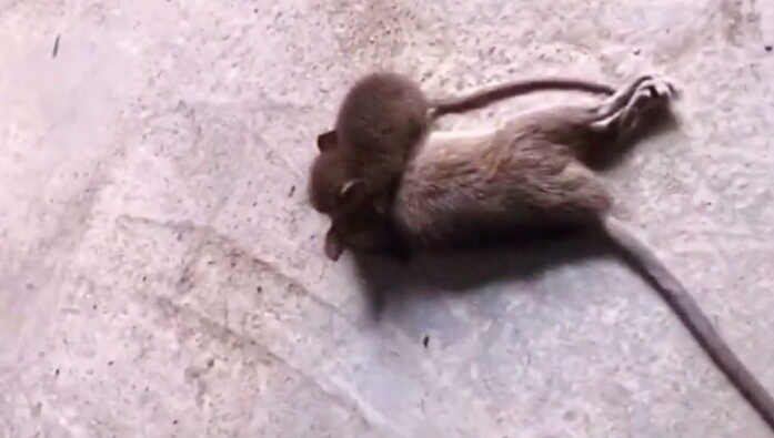 榧犲濡堣浜烘墦姝诲皬鑰侀紶涓嶇涓嶅純,榧犲濡堣浜烘墦姝诲皬鑰侀紶涓嶈偗绂诲紑