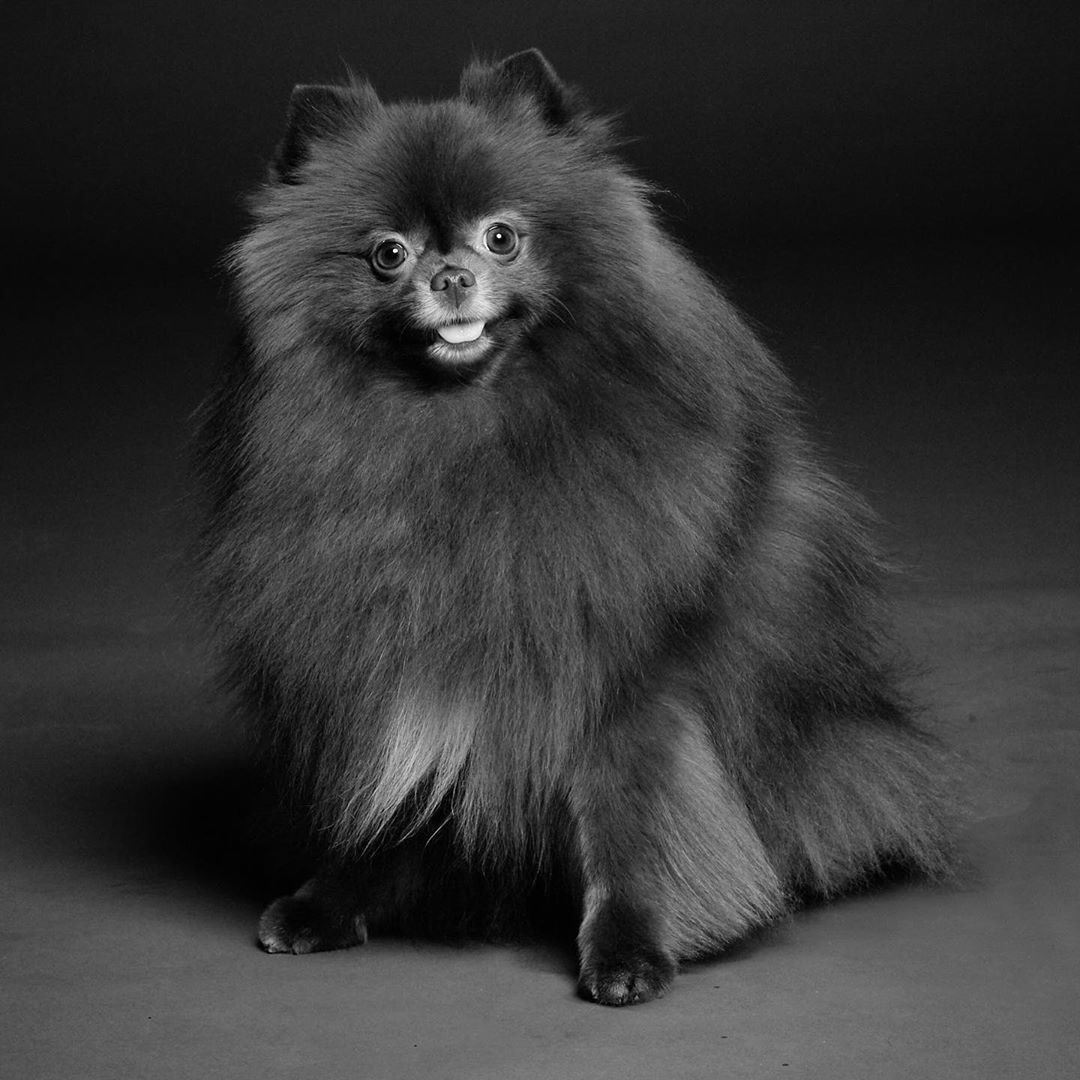 jennie和狗狗的日常,jennie有多宠狗狗