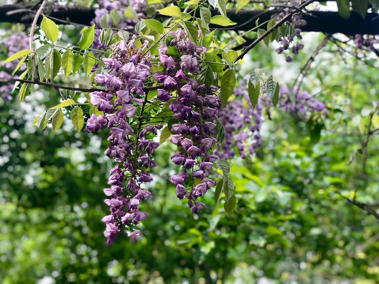 别错过这“天下第一藤”，紫穗悬垂似彩蝶，“芬芳馥郁”小半季