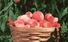 四五月应季水果口感好还便宜,6月的什么水果是当季水果