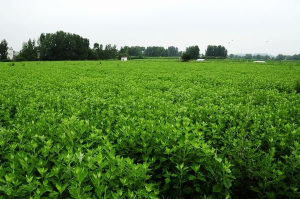 艾草乡土产业发展基本情况,艾草托起绿色致富梦