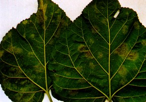 桑树白腐病的症状,桑白粉病的症状