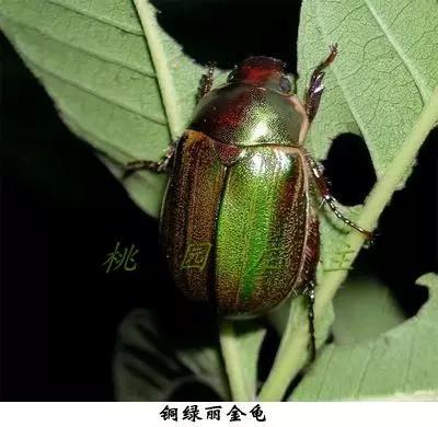 桃园地下害虫怎么治,桃园瓢虫的治理