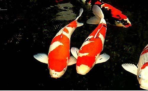 用鱼缸养高档锦鲤,用鱼缸养锦鲤需要滤材吗