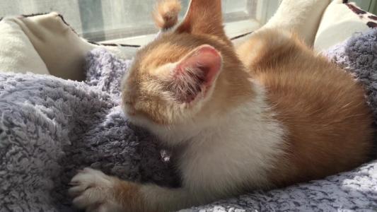 是不是有的猫不会踩奶啊,一般会踩奶的猫都是小猫吗