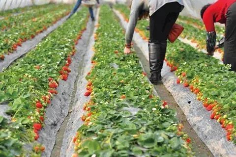 从淄博到日照旅游详细路线是什么,济南淄博潍坊烟台威海青岛日照