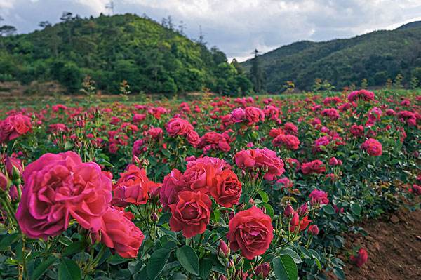 不用去云南也能吃到正宗鲜花饼了,没去过大理却吃到了大理鲜花饼
