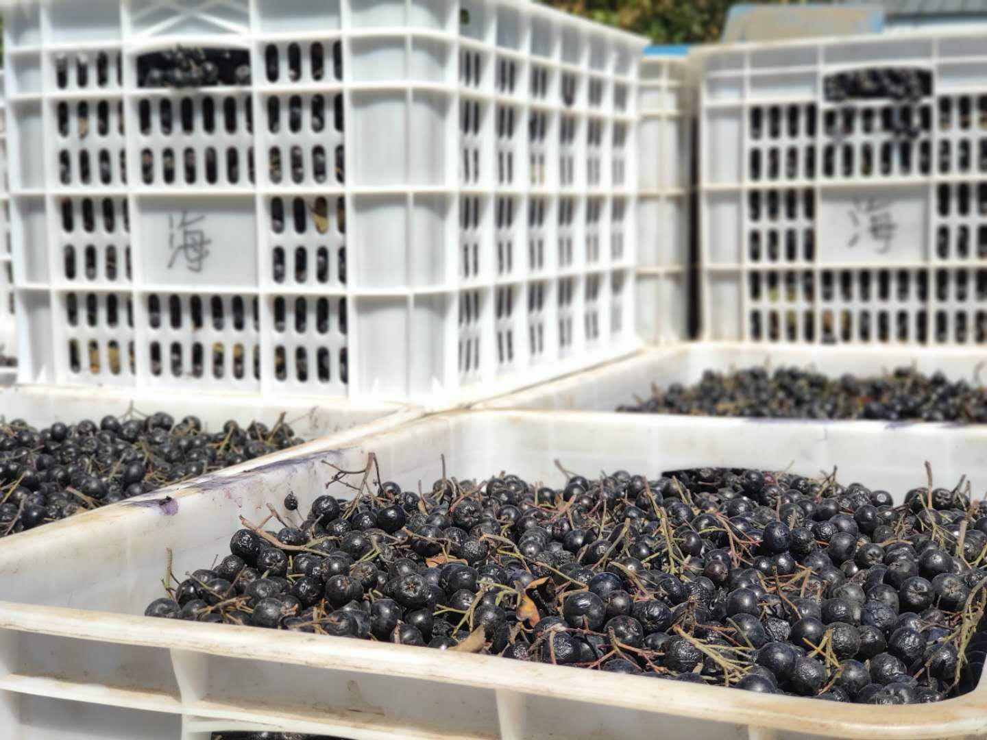 几千亩没人要的“小黑果”，这家葡萄酒厂全包了