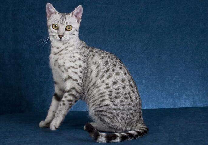 每天送你一只猫，（九）埃及猫，天生的豹纹控