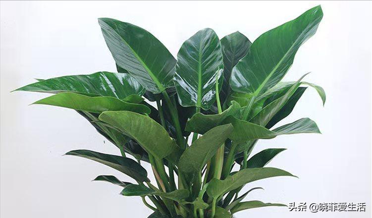 20种毒花很多人养了却不知有毒,可以家养好看的毒花