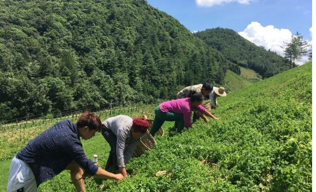 重庆市酉阳县摆手舞,摆手舞重庆