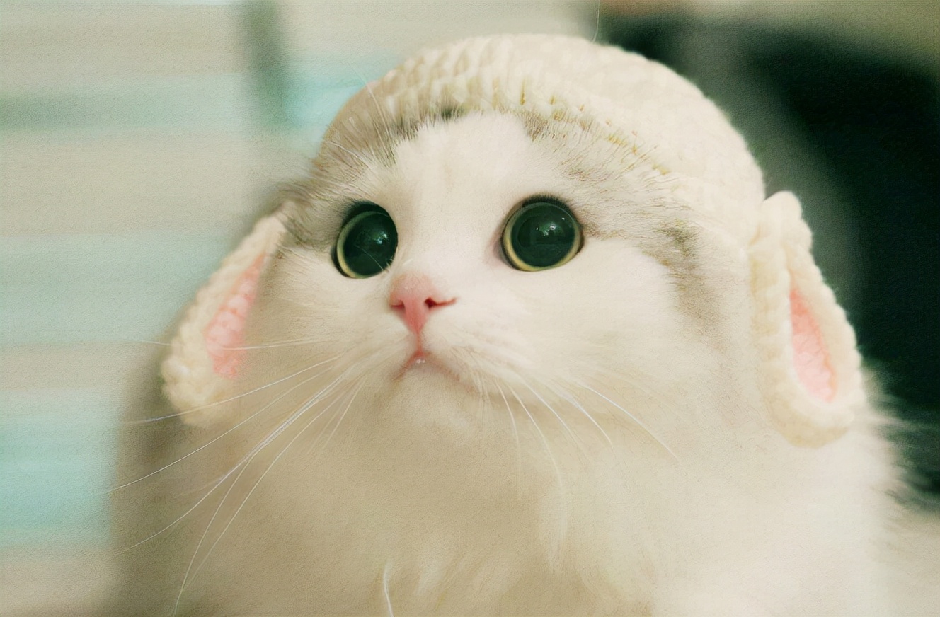 有孕妇养猫感染弓形虫吗,孕妇能养猫和狗吗