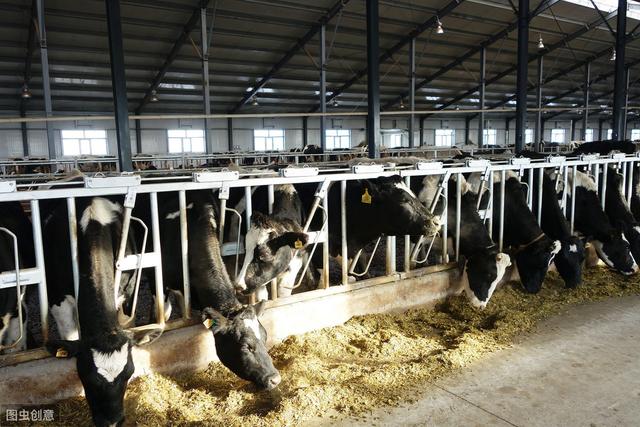 育肥牛常见疾病及防治，养殖户朋友过来看看，干货分享