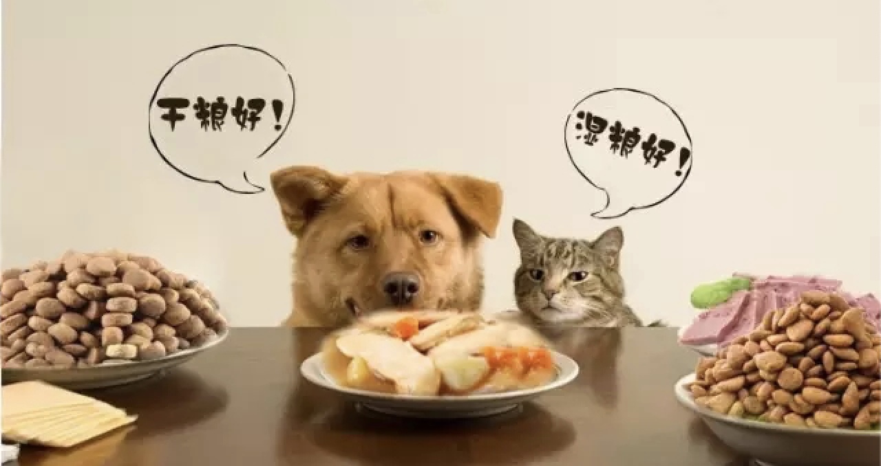 进口猫粮怎么买才能买到正品,进口猫粮推荐吃什么