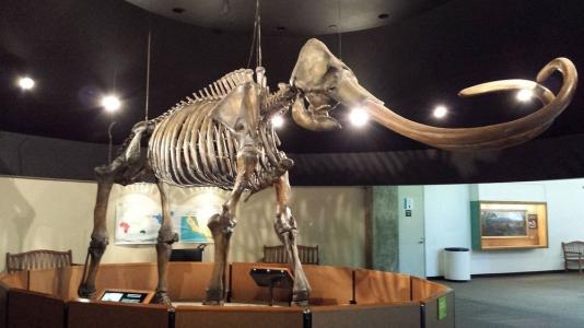 猛犸象发现在哪里,猛犸象在哪里发现的