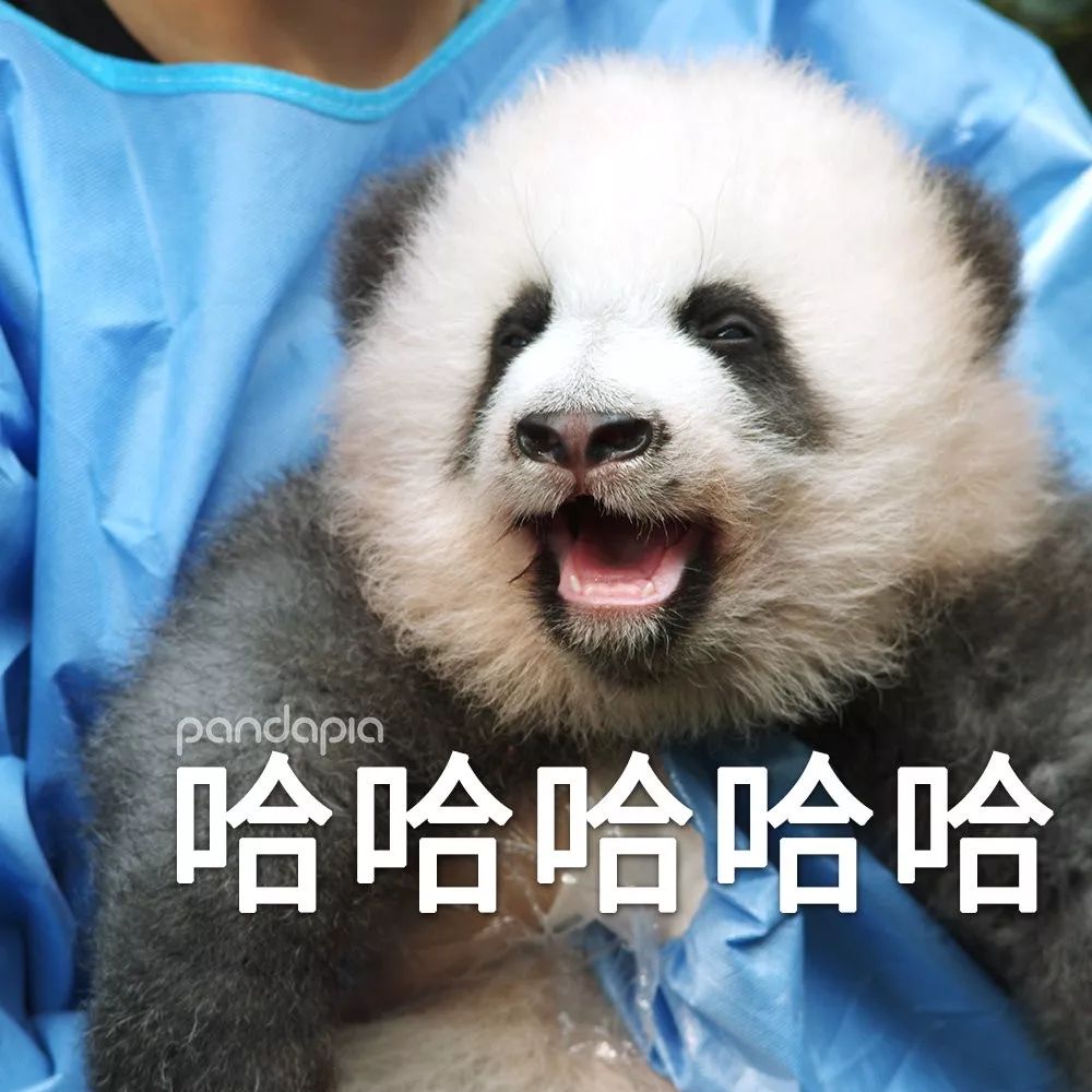 为什么全世界都喜欢大熊猫,世界各地的人们都喜爱大熊猫英语