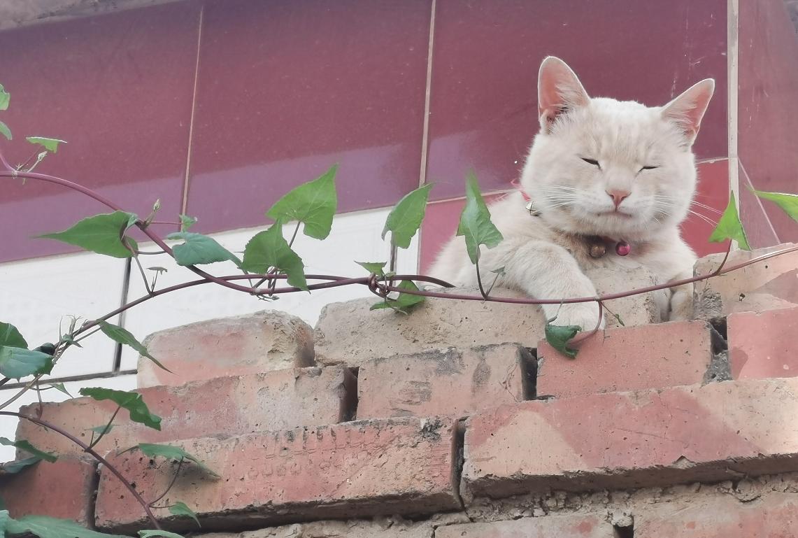 萌宠沙雕猫咪日常,萌宠沙雕日常橘猫