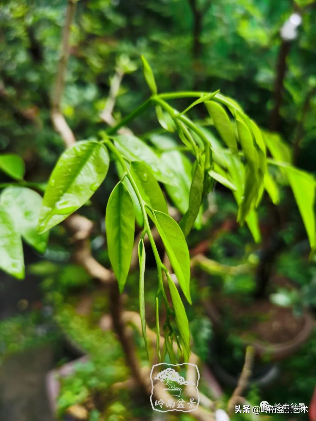 文人杂木盆景精品欣赏,可以做盆景的杂木图片大全