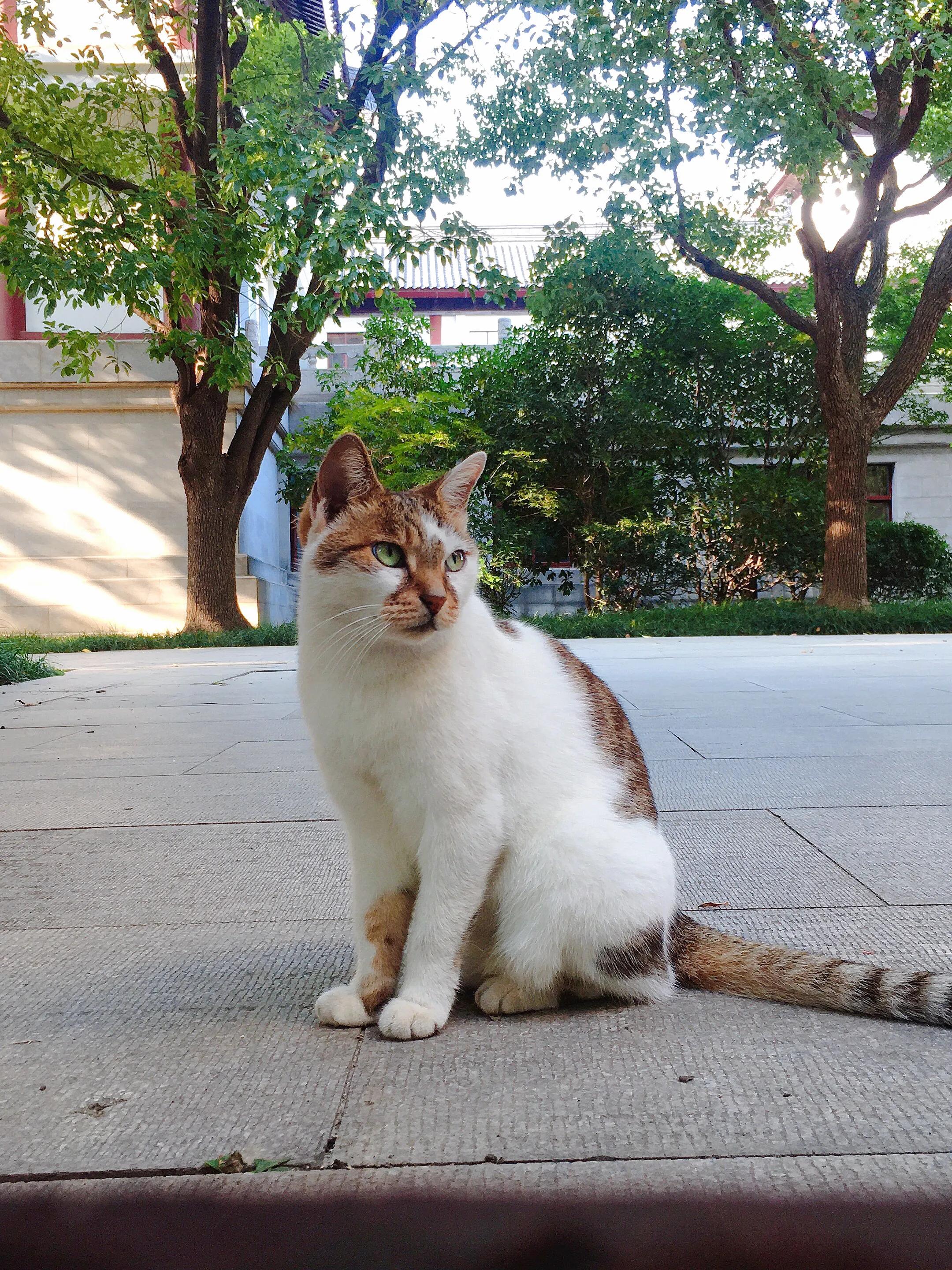 苏州的西园寺好还是虎丘塔好,苏州西园寺距离哪个景点近