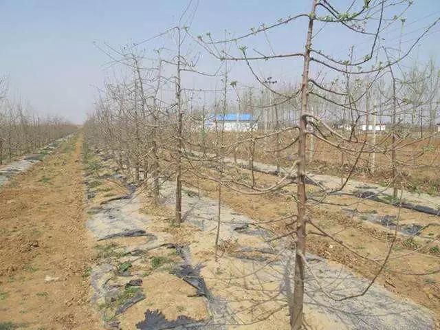 李遂祥苹果树冬季修剪技术,苹果树修剪技术视频全集播放