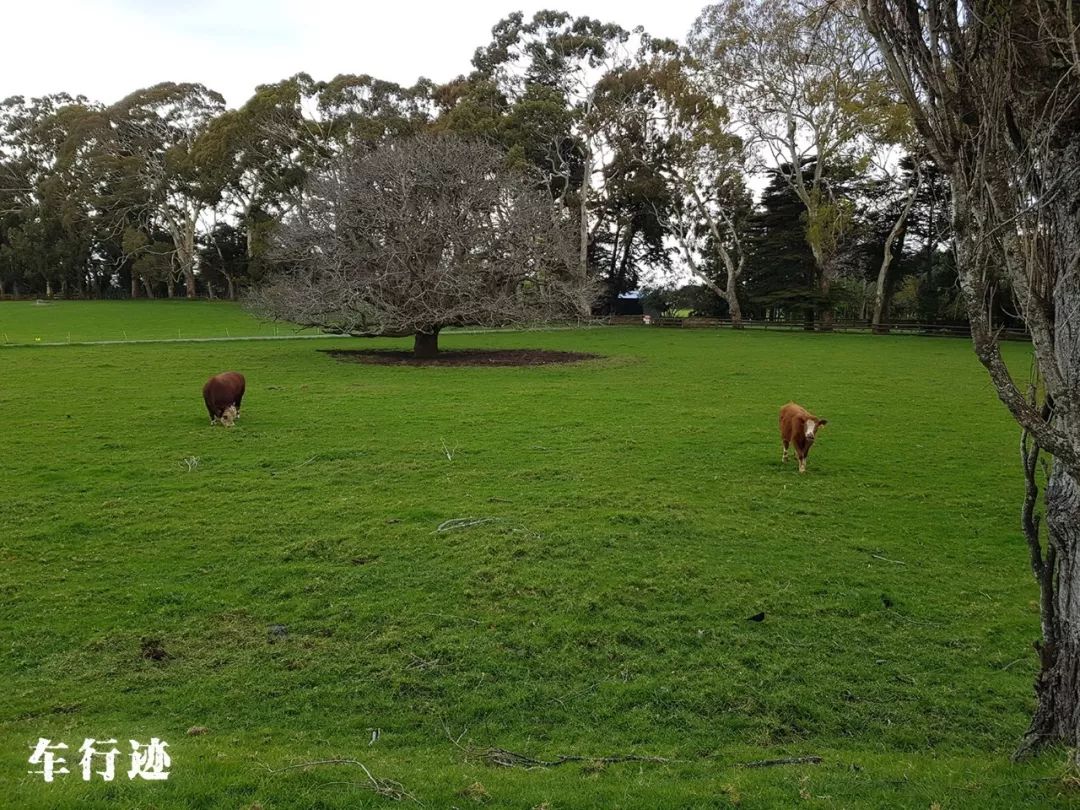 穿越新西兰北岛,新西兰北岛的真实生活最新