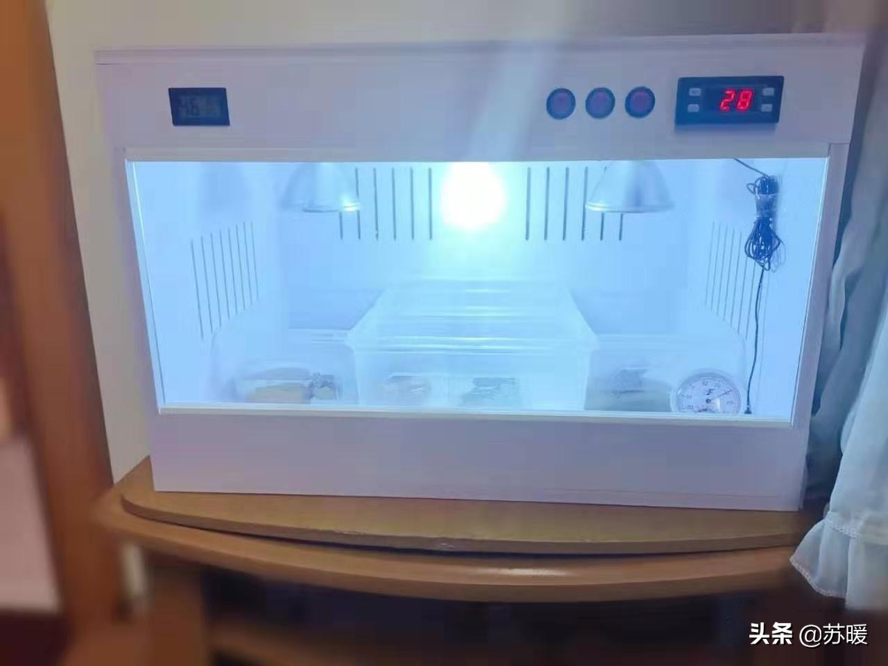 新手养龟冬天要注意什么,冬季可以用水养龟的正确方法