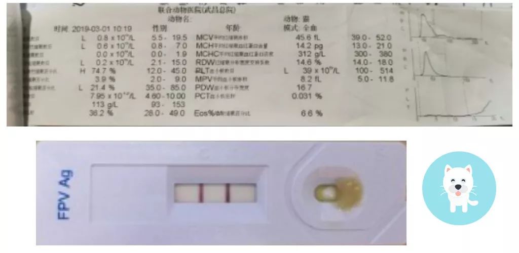 猫瘟到底能不能治好,猫瘟是不是不治必死