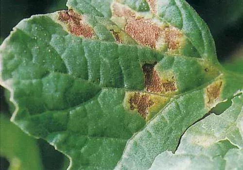 青霉病属于灰霉病还是软腐病,蔬菜霜霉灰霉病克星