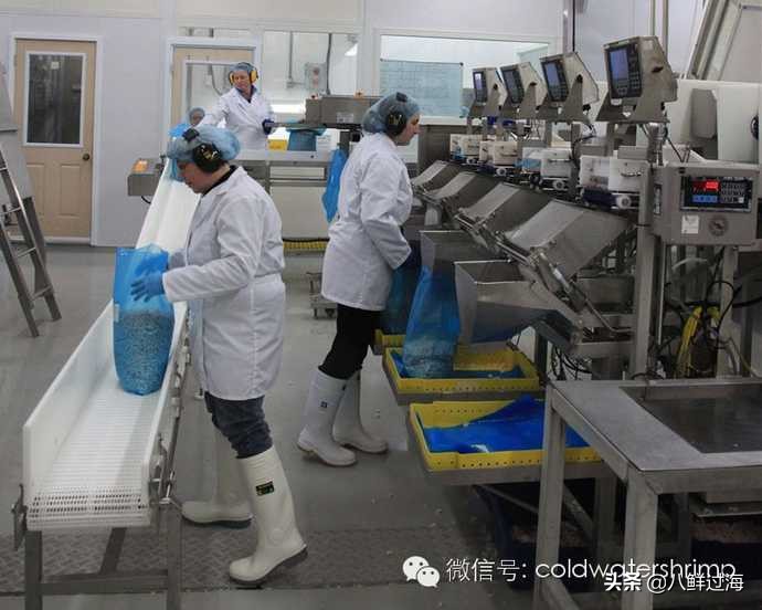 盐田生虾仁工厂,去壳北极甜虾工厂