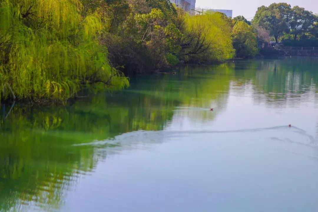 鑻忓窞澶у鏂囨瀛﹂櫌浠嬬粛,鑻忓窞澶у鏂囨瀛﹂櫌鍥剧墖