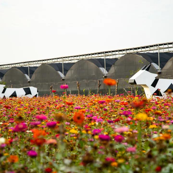 久居城市就会向往乡村的田园生活,向往的田园生活的感悟