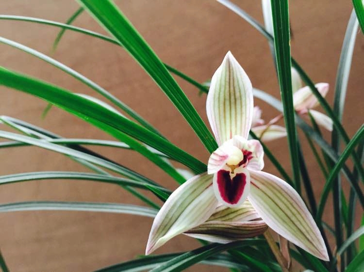 心心相印兰花叶子有什么特点,心心相印兰花怎么养才能旺盛